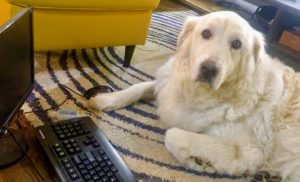 Shadow the Great Pyrenees is head of security at Toronto IT support company Inderly