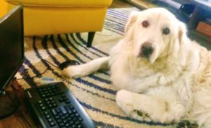 Shadow the white dog as head of security for Toronto IT support company Inderly