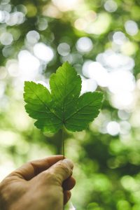 Green leaf symbolizing the non-profit world - Discounts for non-profits - Inderly IT (Toronto)