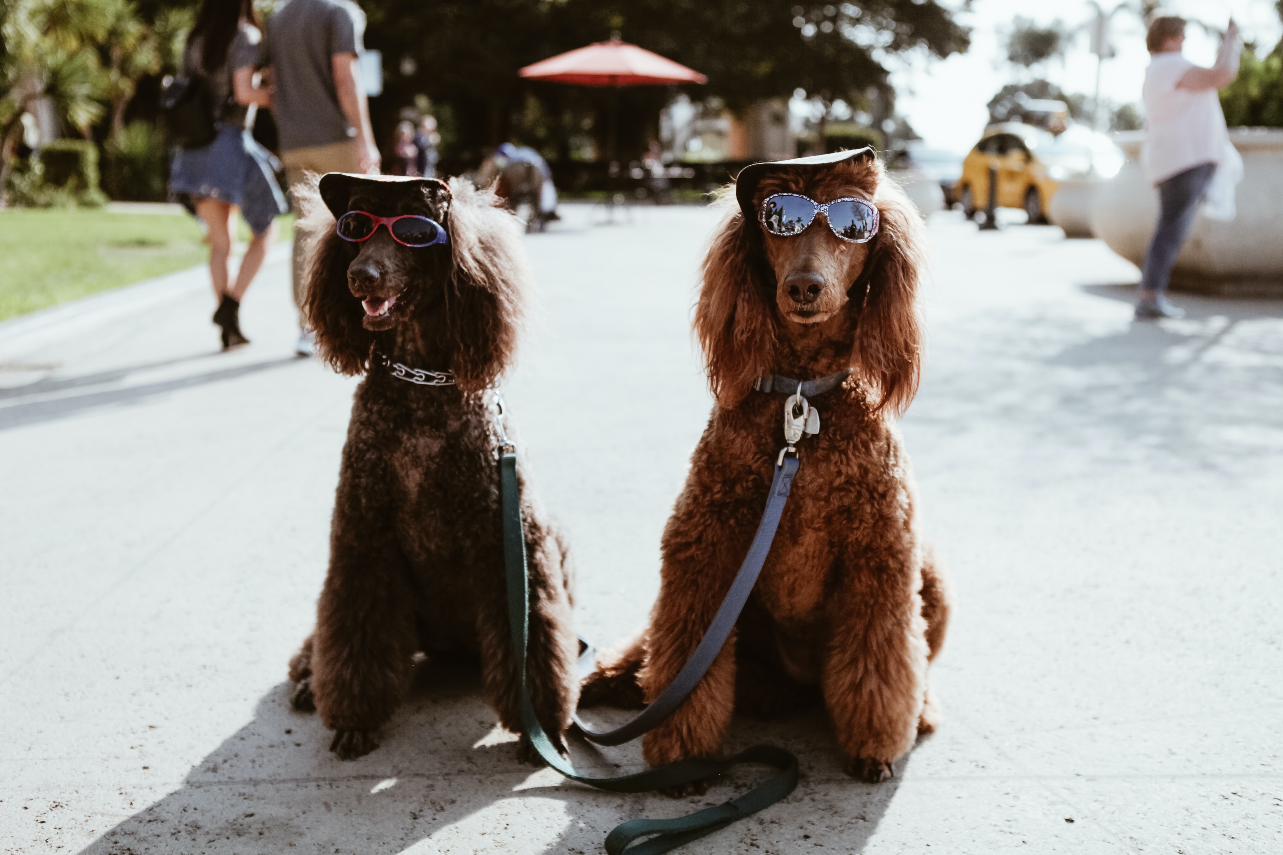Two brown dogs wearing sunglasses - Inderly IT (Toronto)