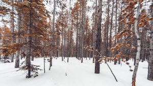 Snowy forest with red leaves - Inderly IT (Toronto)